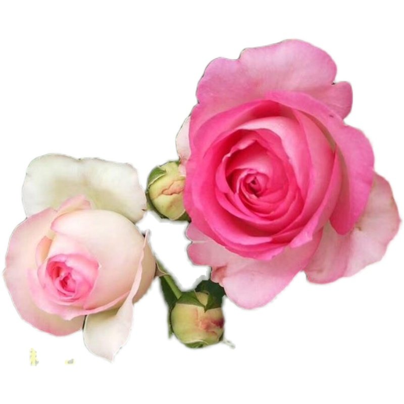 深粉龙沙宝石红粉佳人经典藤本月季盆栽苗庭院阳台花园观赏主力,淘宝优惠券,粉丝福利购,淘宝优惠卷