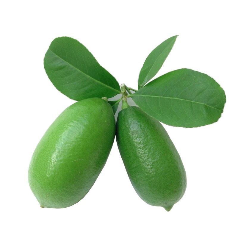 二师兄木本植物盆栽香水柠檬血柠檬手指柠檬趣味观果四季盆景,淘宝优惠券,粉丝福利购,淘宝优惠卷