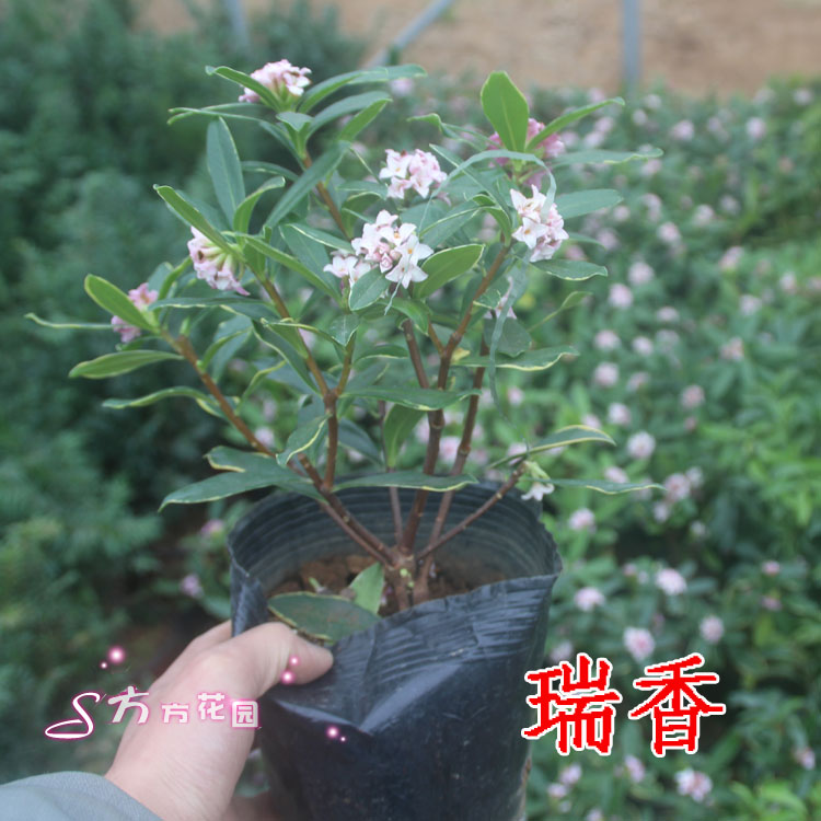 开花木本植物花卉 瑞香盆栽 四季桂花 冬季香草盆景阳台花草 - 图3