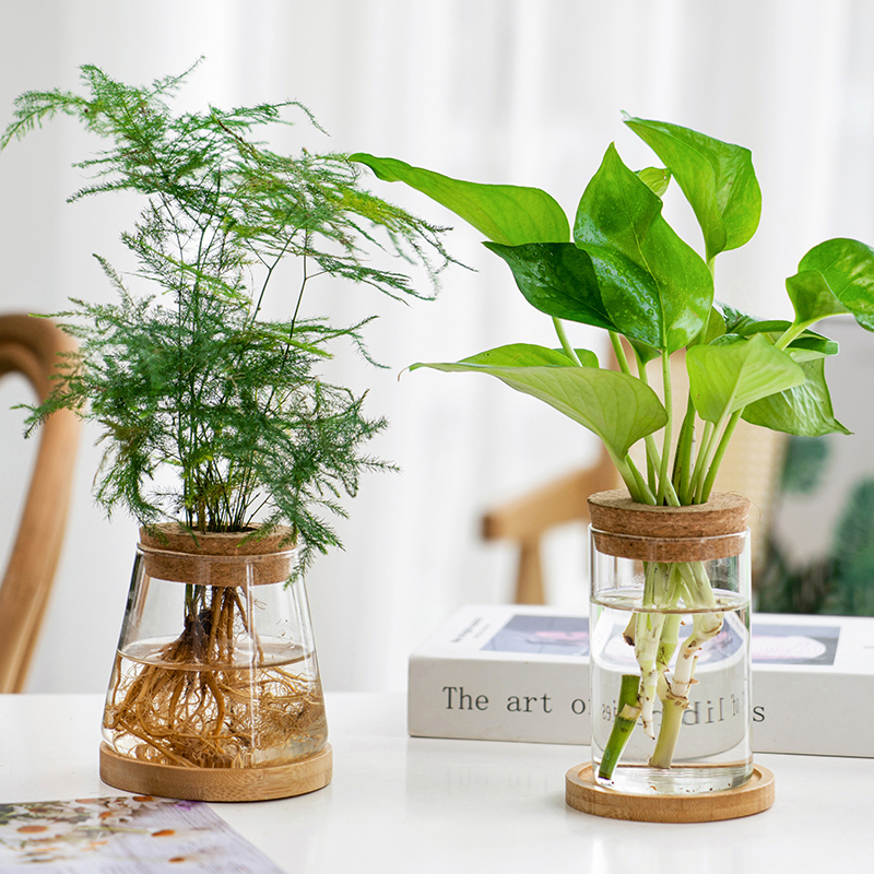 透明简约创意水培植物带木塞玻璃花瓶水养绿萝九里香盆栽插花瓶-图3