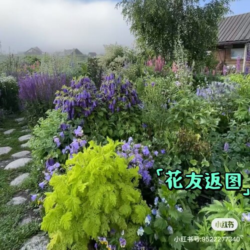 鲁庭院小花匠*金叶羽叶菊蒿“金羊毛”耐寒多年生*彩叶观叶宿根 - 图2