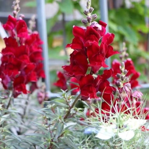浙庭院小花匠*铜叶金鱼草“黑王子”耐寒多年生*花色多变*可切花 - 图2