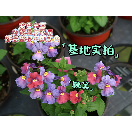 鲁庭院小花匠*多品种龙面花*半耐寒多年生*芳香*花量大花期长组盆 - 图1