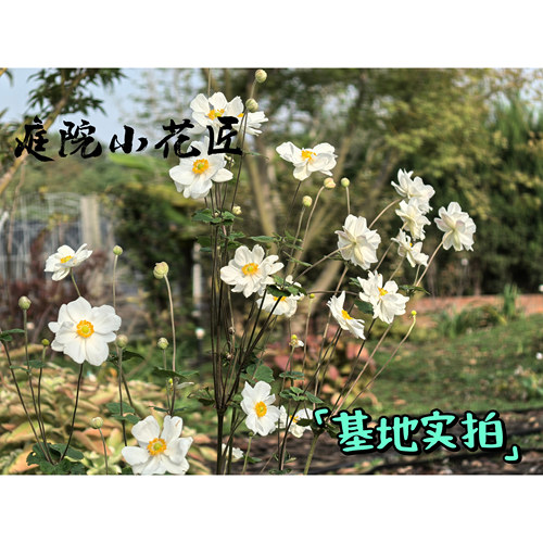 鲁庭院小花匠*银莲花“奥诺季伯特”耐寒多年生*低维护宿根耐阴 - 图2