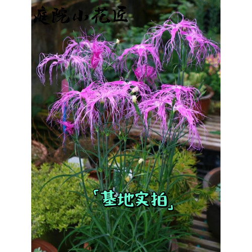 鲁庭院小花匠*伊势抚子“雪舞/桃园”耐寒多年生*瞿麦杂交石竹 - 图2
