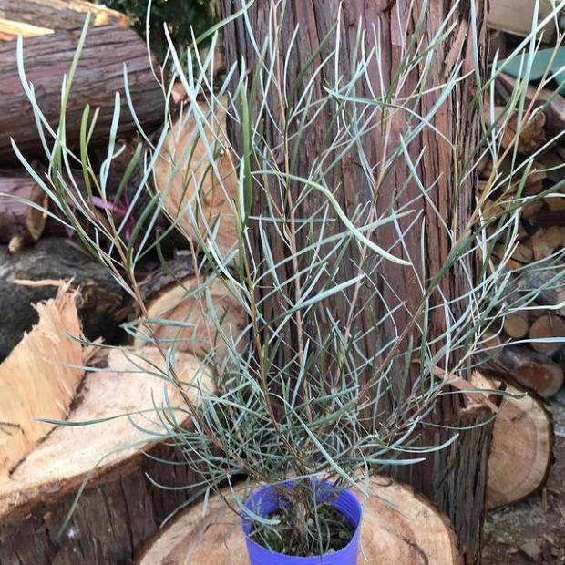 鲁庭院小花匠*细叶银桦*半耐寒多年生*金属光泽叶片*耐热澳洲植物,淘宝优惠券,粉丝福利购,淘宝优惠卷