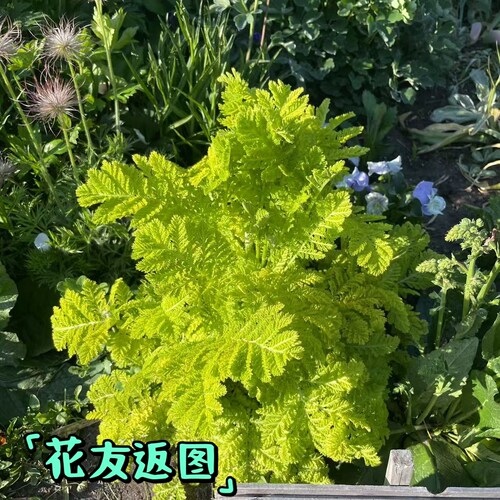 鲁庭院小花匠*金叶羽叶菊蒿“金羊毛”耐寒多年生*彩叶观叶宿根 - 图3