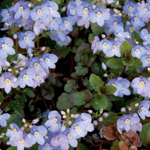 鲁庭院小花匠*平卧婆婆纳“沃特佩里蓝”耐寒多年生*寄植组盆匍匐 - 图1