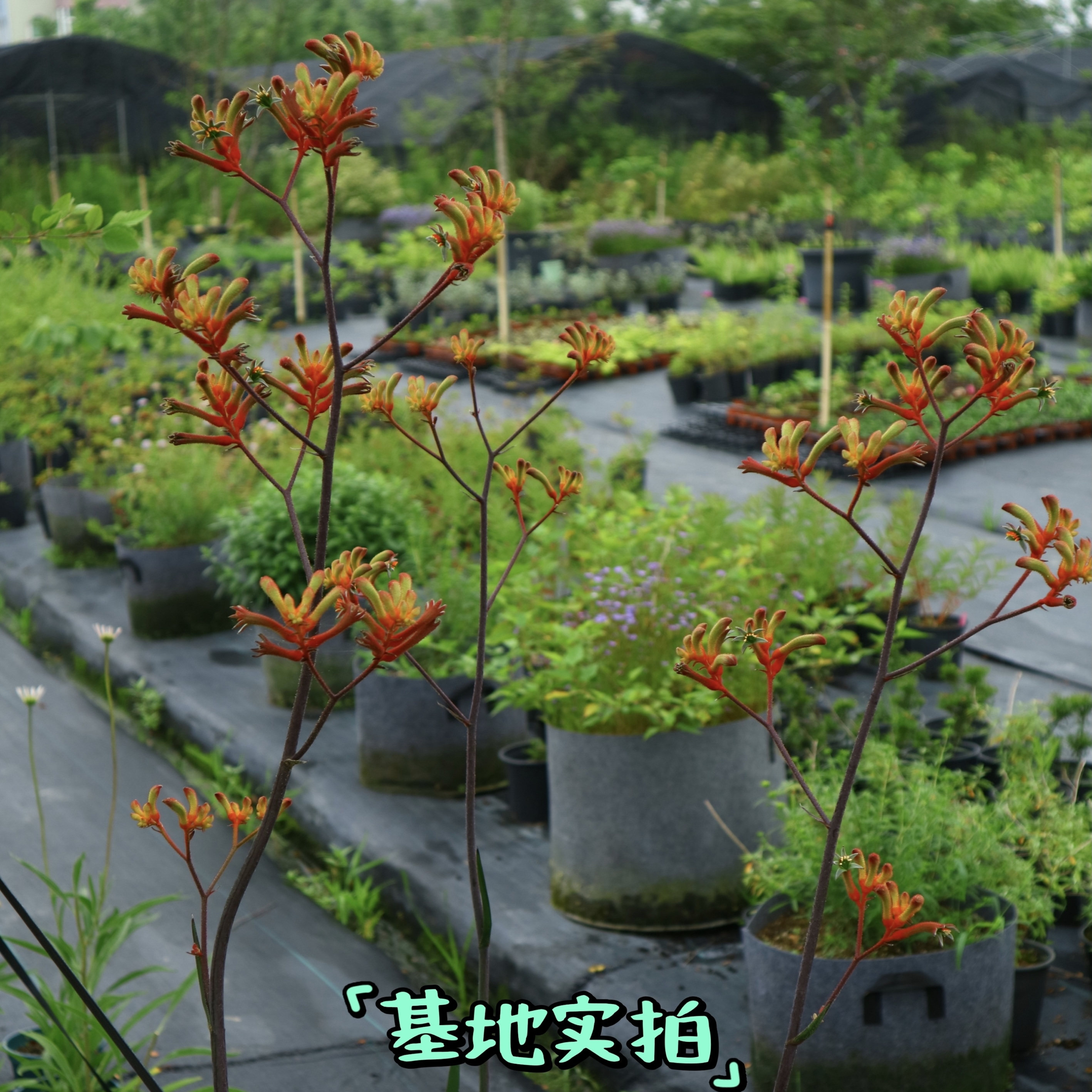 浙庭院小花匠*高杆袋鼠爪花*半耐寒多年生*新品表现优秀*线条植物 - 图1