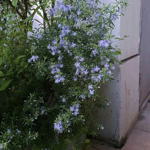 浙庭院小花匠*地肤“蓝哈密瓜”*耐寒多年生*耐热芳香*花期长 - 图3