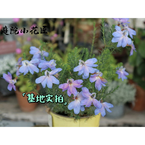 鲁庭院小花匠*初恋草*多年生*深蓝/大花浅蓝/粉色恋人/蓝色恋人/ - 图2
