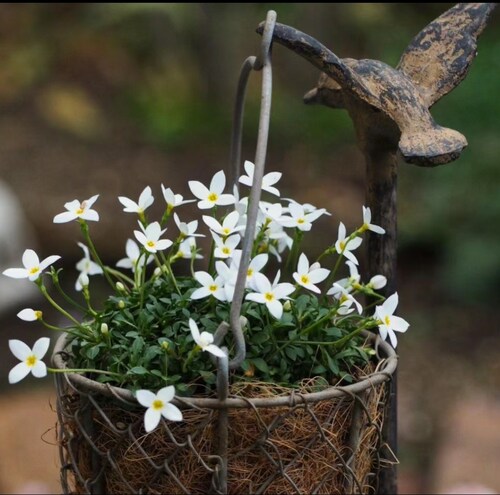 鲁庭院小花匠*北美耳草*耐寒多年生*迷你盆栽*花期长*小清新耐热 - 图0