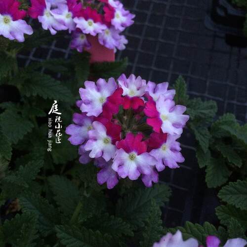 鲁庭院小花匠*多品种美女樱*穴盘苗*半耐寒多年生*花期长部分芳香 - 图1