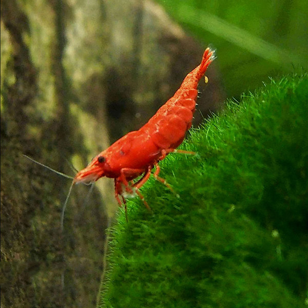 黑壳虾除藻虾观赏虾工具虾花腰虾中华小长臂除丝藻刚毛藻饲料虾-图0