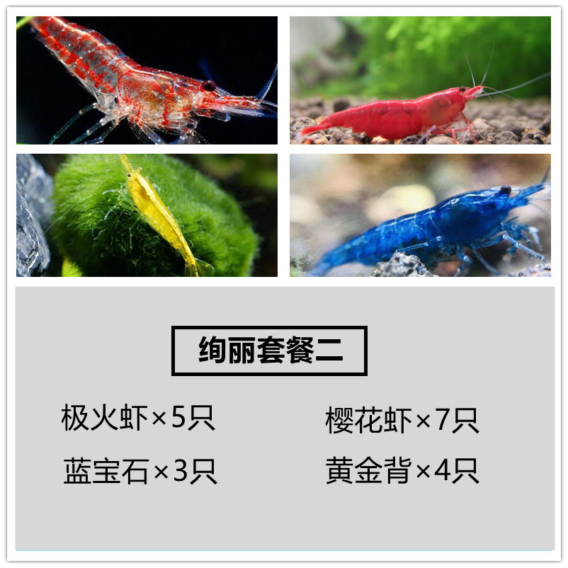 黑壳虾除藻虾观赏虾工具虾饲料虾花腰虾中华小长臂除丝藻刚毛藻 - 图3