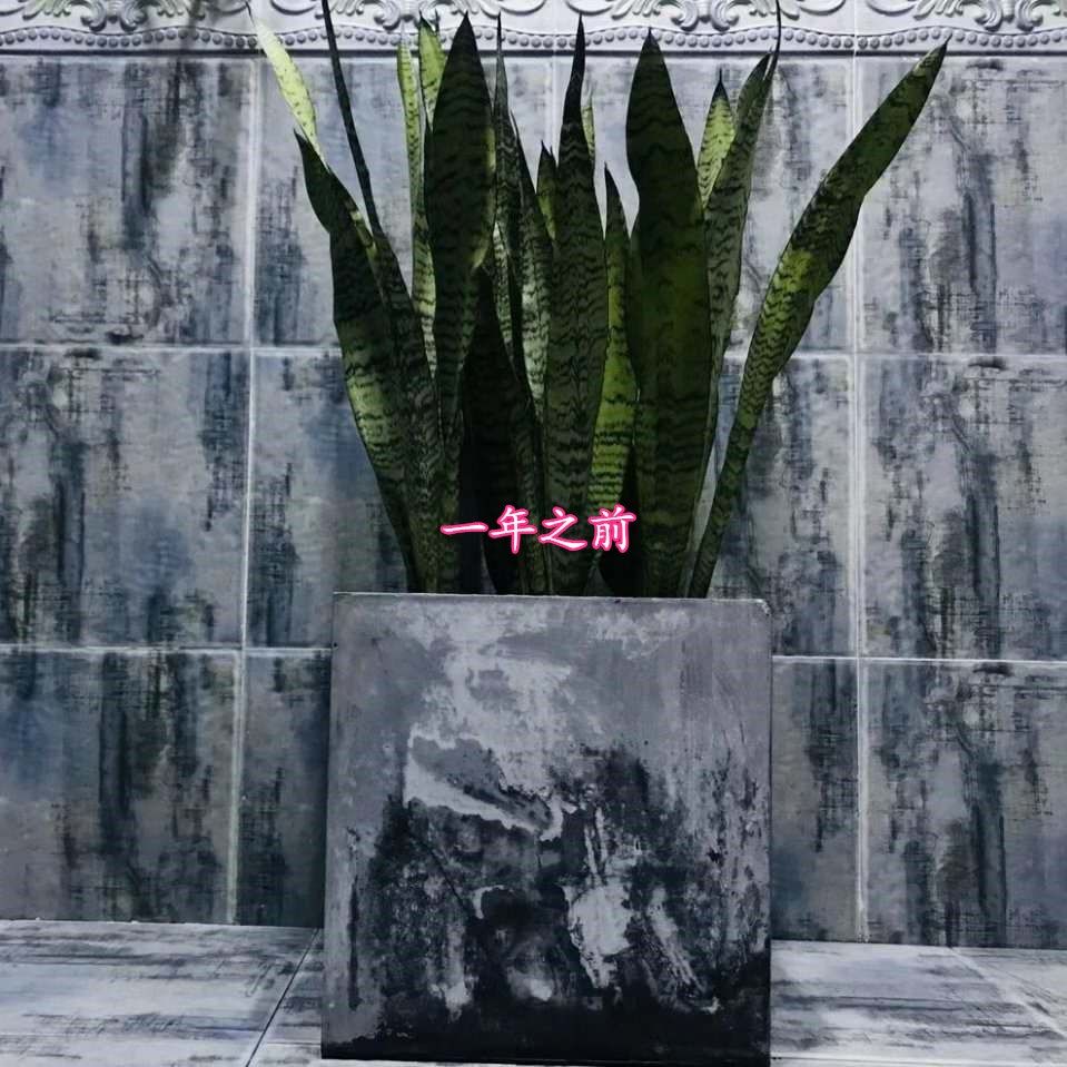 绿色虎尾兰银脉高脚长虎皮兰盆栽室内室外办公室植物耐光好养绿植 - 图1