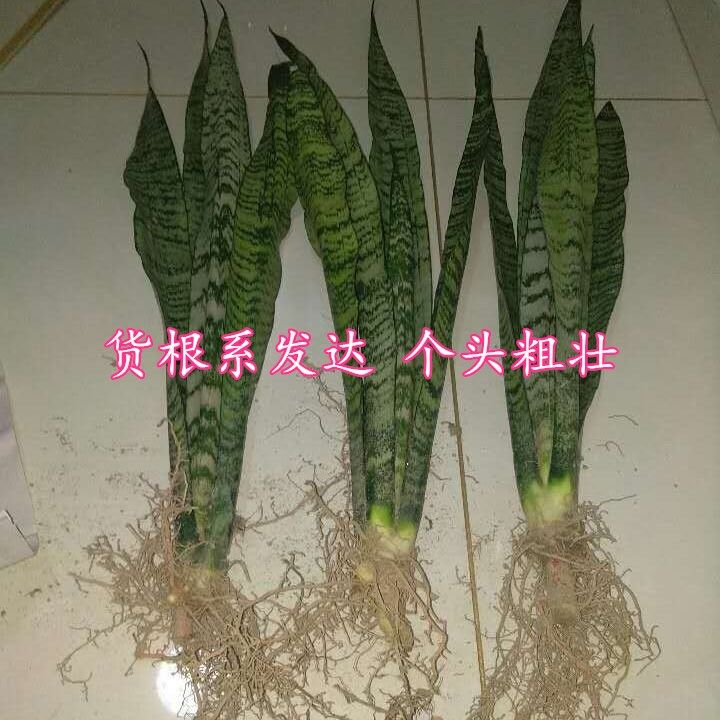 绿色虎尾兰银脉虎皮兰盆栽室内办公室植物 防辐射吸甲醛净化绿植 - 图2