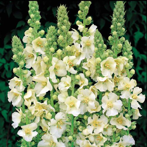 毛蕊花盆苗  耐寒宿根花卉  园林庭院景观切花【鲁虹花卉】 - 图2