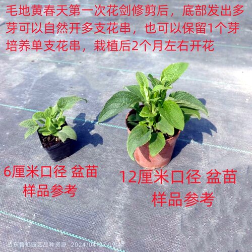 毛地黄花苗  斑点狗   宫殿   多蒂系列各色  多年生【鲁虹花卉】 - 图3