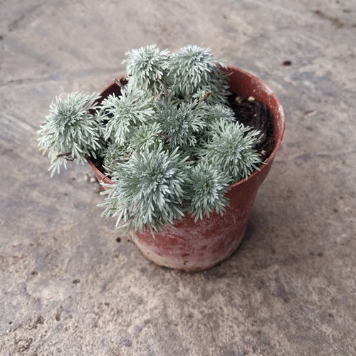 朝雾草花苗  庭院花境植物  耐热耐寒多年生宿根植物【鲁虹花卉】 - 图3