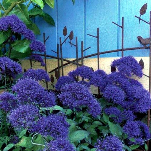夕雾草盆苗  花香淡雅别致  多年生耐寒宿根花卉【鲁虹花卉】 - 图1