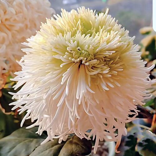 天门飞流  紫霄  紫岫 等 天门系列大菊花苗G1组【鲁虹园艺】 - 图1