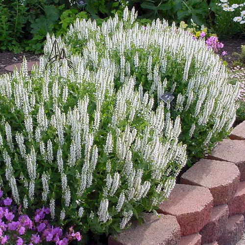 林荫耐寒宿根鼠尾草  波尔多 蓝山 四月夜鼠尾草盆苗【鲁虹花卉】 - 图2