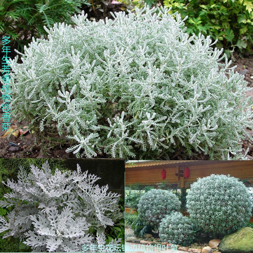 银叶菊  芙蓉菊盆苗  四季观叶观花  多年生耐寒植物【鲁红园艺】 - 图0