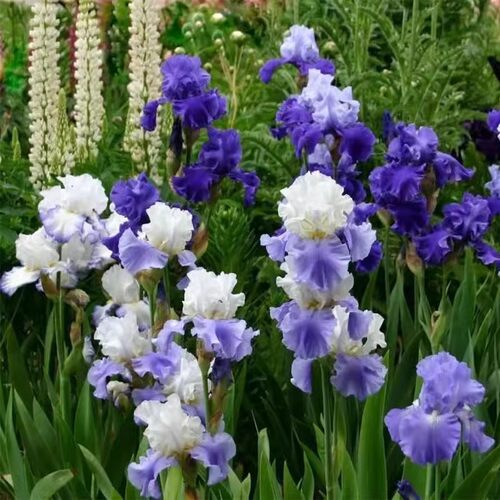 德国鸢尾盆栽  水生路易斯鸢尾  多年生球根花卉【鲁虹园艺】 - 图0