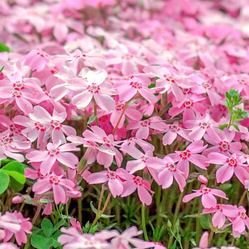 芝樱花苗 丛生福禄考各色   多年生耐寒地被宿根花卉【鲁虹园艺】 - 图2
