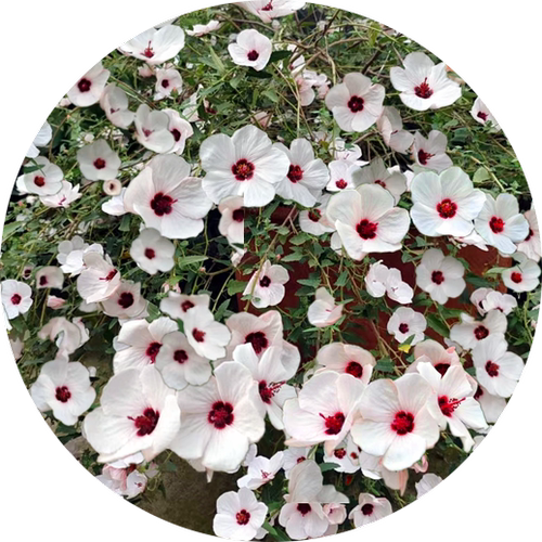 高沙芙蓉葵  澳洲纸质芙蓉  高雅清新  耐热耐寒灌木【鲁虹花卉】 - 图2
