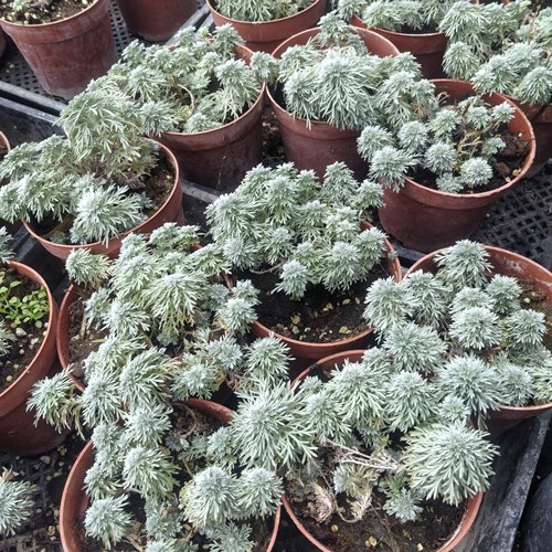 朝雾草花苗  庭院花境植物  耐热耐寒多年生宿根植物【鲁虹花卉】 - 图2