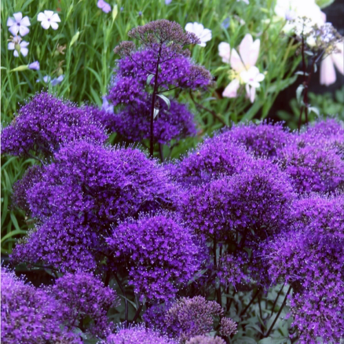 夕雾草盆苗  花香淡雅别致  多年生耐寒宿根花卉【鲁虹花卉】 - 图0