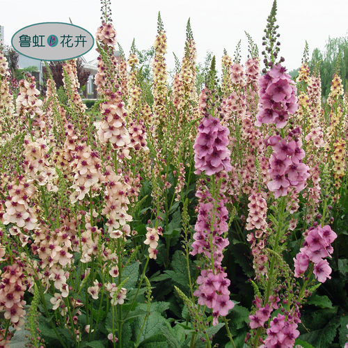 毛蕊花盆苗  耐寒宿根花卉  园林庭院景观切花【鲁虹花卉】 - 图0