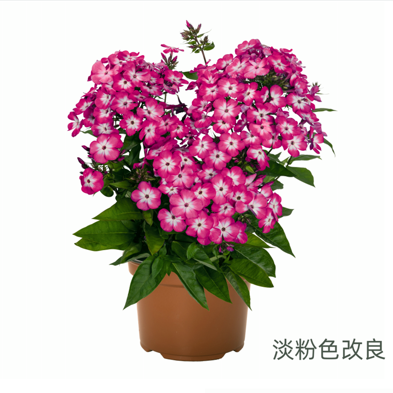 大花宿根福禄考花苗进口各色多年生耐寒宿根花卉【鲁虹花卉】-图2