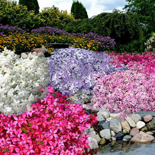 芝樱花苗 丛生福禄考各色   多年生耐寒地被宿根花卉【鲁虹园艺】 - 图0