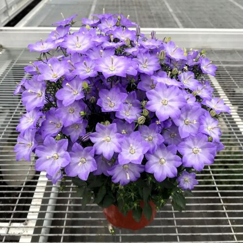 丹麦风铃草花苗 无性系山峰系列  多年生耐寒宿根花卉 阳台四季 - 图2