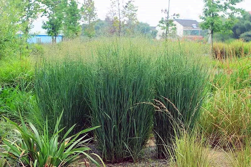 柳枝稷重金属观赏草盆苗耐高温耐寒冷生命力极强【鲁虹花卉】_虎窝淘