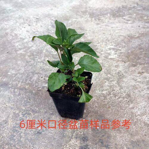 超级长穗愿望鼠尾草花苗  多年生耐热开花机器【鲁虹园艺】 - 图3