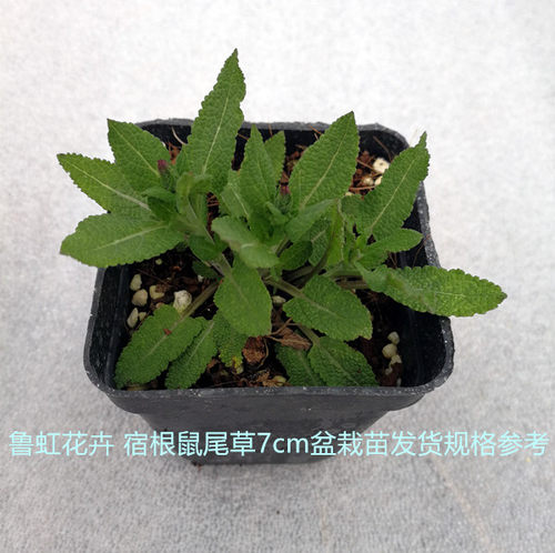 林荫耐寒宿根鼠尾草  波尔多 蓝山 四月夜鼠尾草盆苗【鲁虹花卉】 - 图3