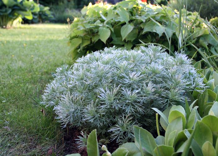 朝雾草花苗  庭院花境植物  耐热耐寒多年生宿根植物【鲁虹花卉】 - 图1