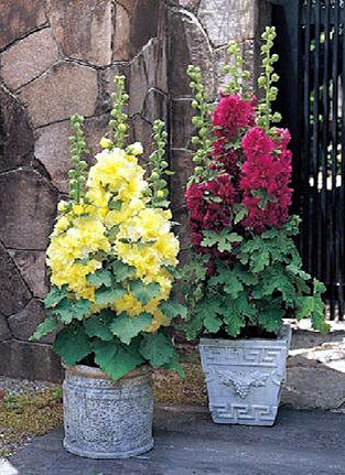 大花重瓣蜀葵花苗 切花查特系列各色盆苗 【鲁虹花卉】 - 图2