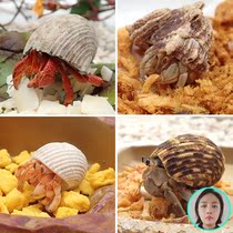 Home crab Food Coconut Flakes Feed Food Snacks Special Natural High Calcium Fish Dried Shrimp Dry Tonic Calcium No Sugar Coconut