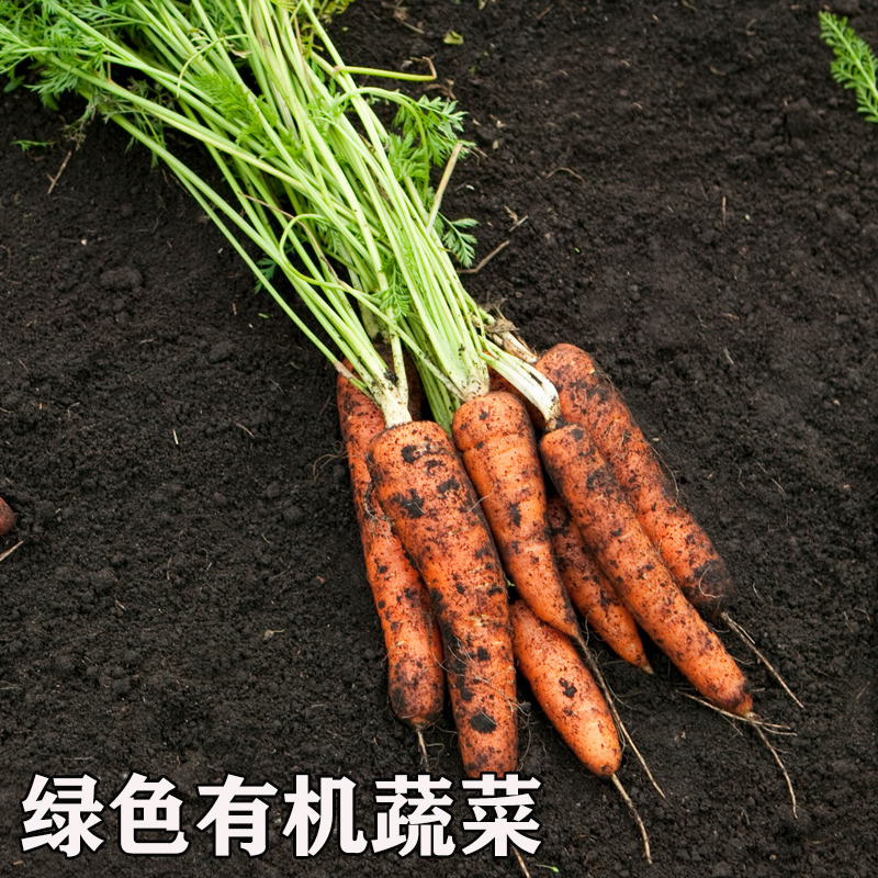 云南高原种植有机胡萝卜现挖带泥生态新鲜蔬菜生吃水果辅食脆嫩 - 图1