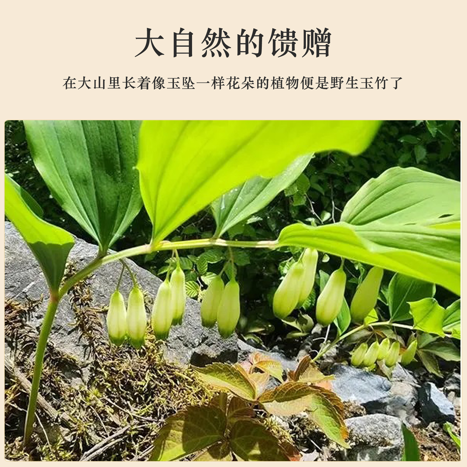玉竹中药材正品有节片条搭沙参麦冬煲汤泡水薄荷膏无硫内蒙古野生-图0