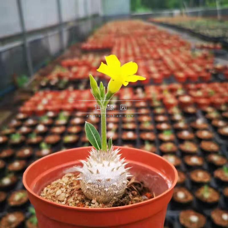 多肉块根植物惠比大黑实生圆润小球块根特价回馈大量优惠