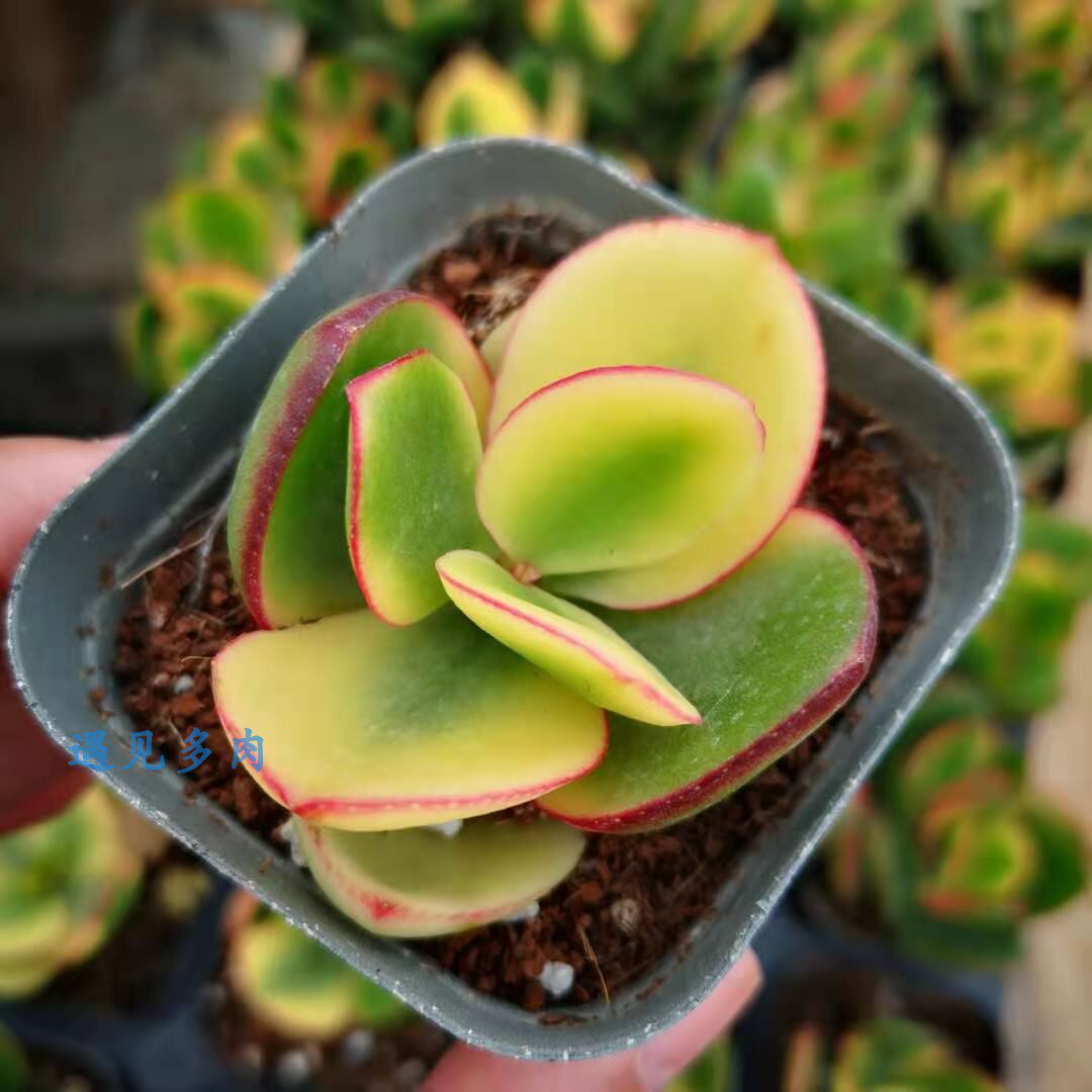 新花月锦金色室内遇见老桩带锦多肉植物落日之雁