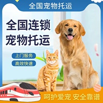 Pet Consignment Service National Cat Dog Aircraft Transport Express Chongqing Chengdu Xian Mail Dogs Kitty Air Transport