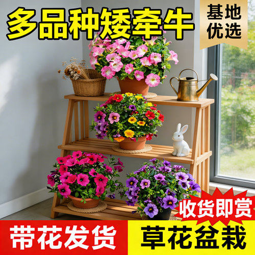 矮牵牛盆栽带花百万小玲喇叭垂吊舞春花阳台花卉四季花室外盆栽 - 图3