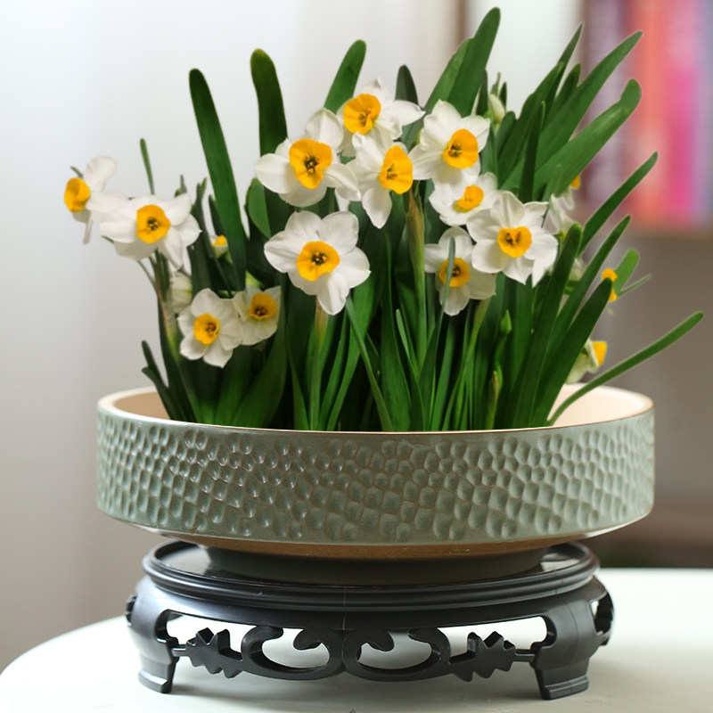 大口径水仙花盆陶瓷大号家用无孔铜钱草专用水培一叶莲碗莲带底座,淘宝优惠券,粉丝福利购,淘宝优惠卷